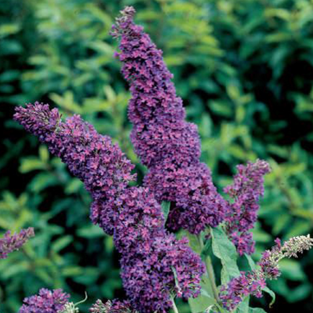 2 x arbre aux papillons - buddleja davidii 'purple emperor'  - 30-40 cm pot