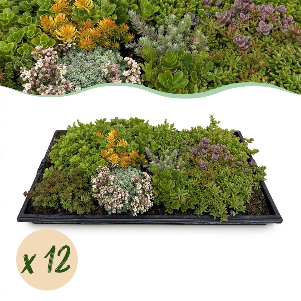 Tapis de sedums en mélange - h 20 cm