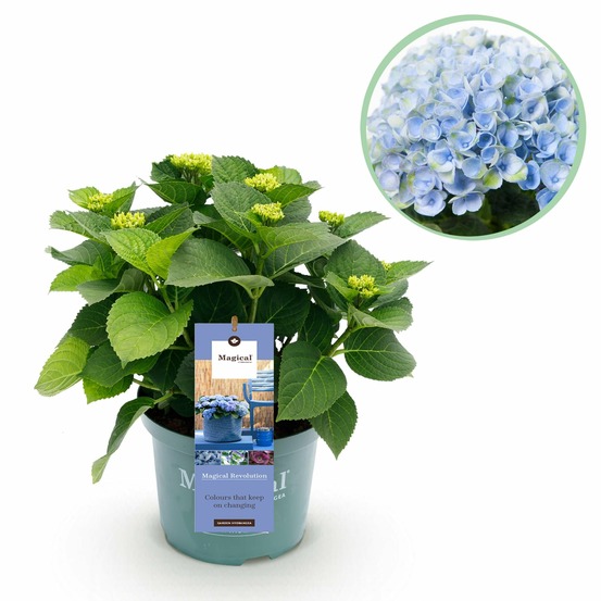 Hortensia magical revolution blue – pot 23cm – hauteur 55cm