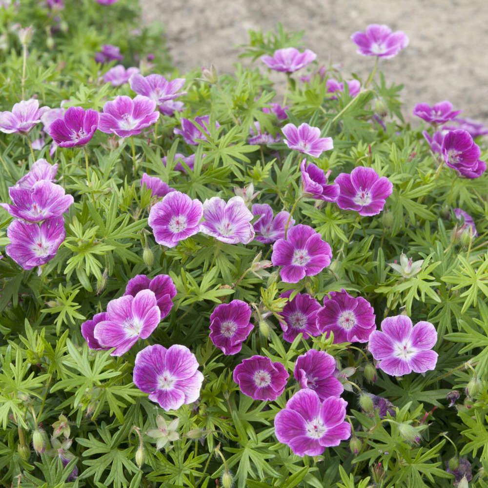 Géranium vivace sanguin elke - le pot / ø 9cm