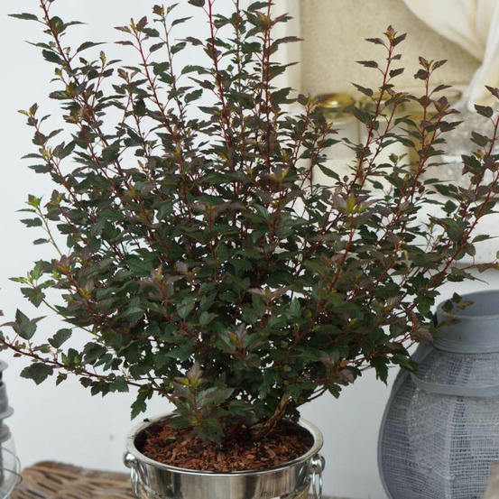 Physocarpus little joker® 'hoogi041', physocarpe pot de 4l - 40/60 cm