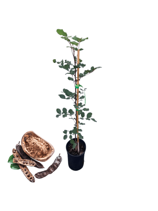 Caroubier en pot 3l 70-110cm