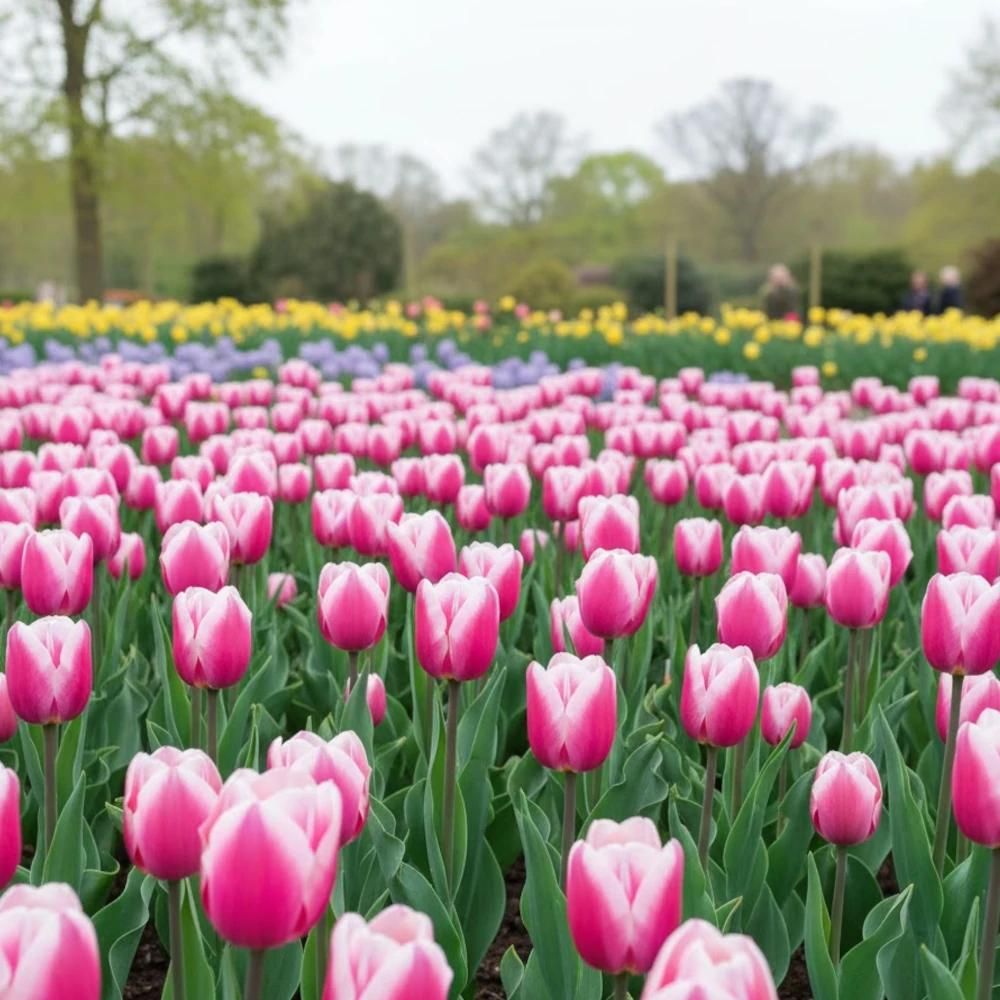 Bulbe de tulipe simple hative aafke sachet de 8 bulbes
