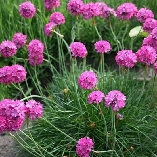 Gazon d'espagne ballerina lilac lot de 3 godets