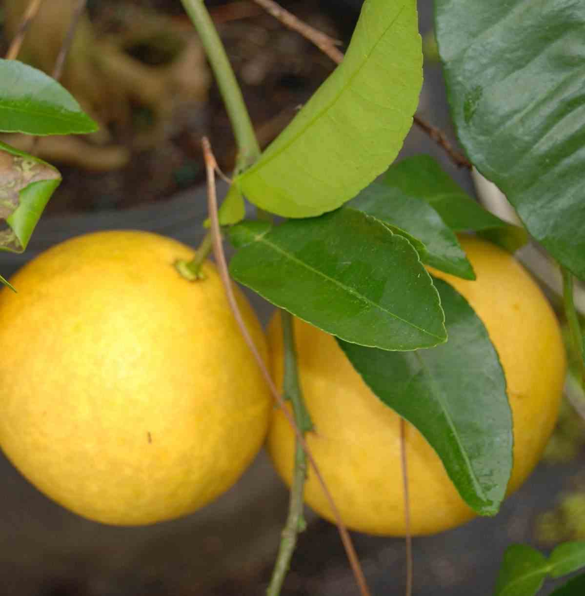 Citrus x paradisii (pamplemoussier)   blanc - taille pot de 7 litres ? 100/120 cm