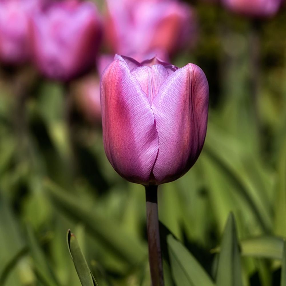 Tulipe triomphe 'alibi' bulbe calibre 11+ (par 10)