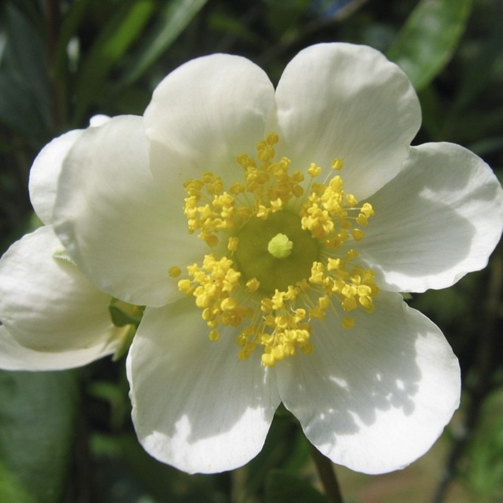 Carpenteria de californie pot de 3l/4l