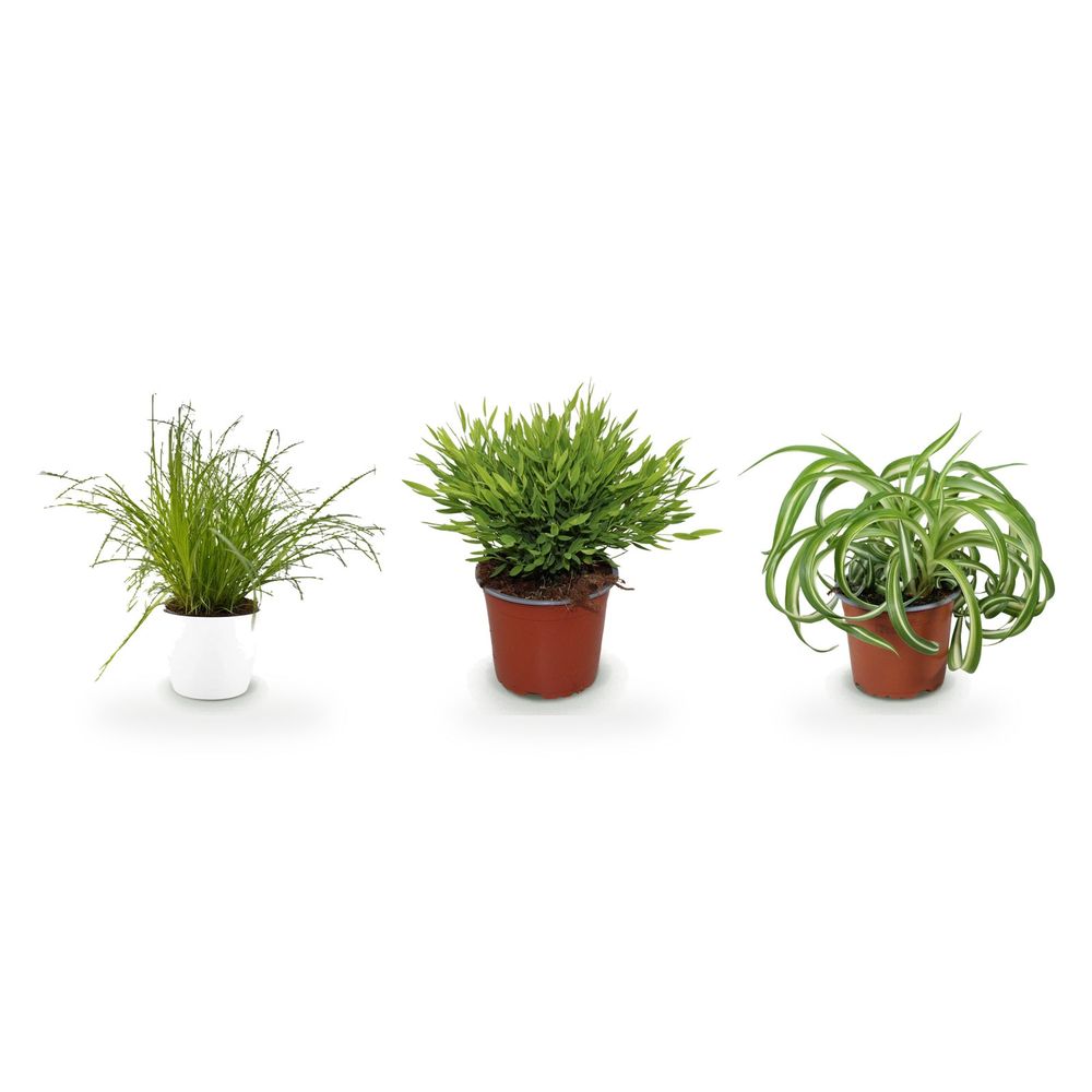Trio feuillages graminés — cyperus alternifolius zumula, pogonatherum monica & chlorophytum comosum bonnie