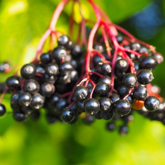 SUREAU NOIR GF H13A25-(766456)