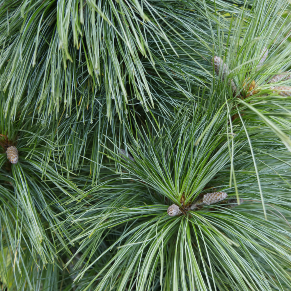 Pin wiethorst - pinus xschwerinii wiethorst 30/40cm pot 2,5l