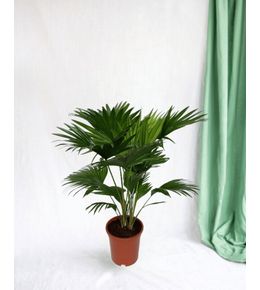 Livistona rotundifolia h70cm 70cm - plante d'intérieur