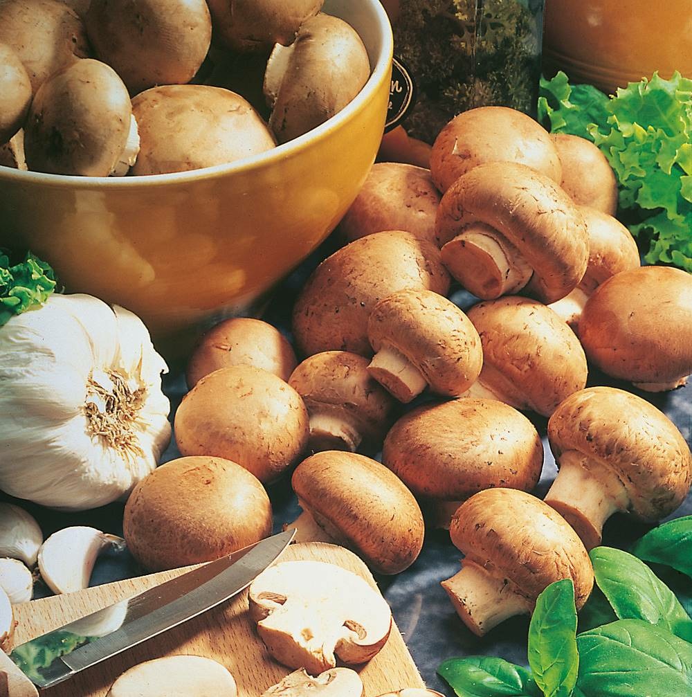 Champignons bruns de paris - le kit