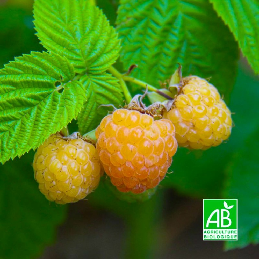 Framboisier 'sucrée de metz' bio (rubus idaeus 'sucrée de metz')