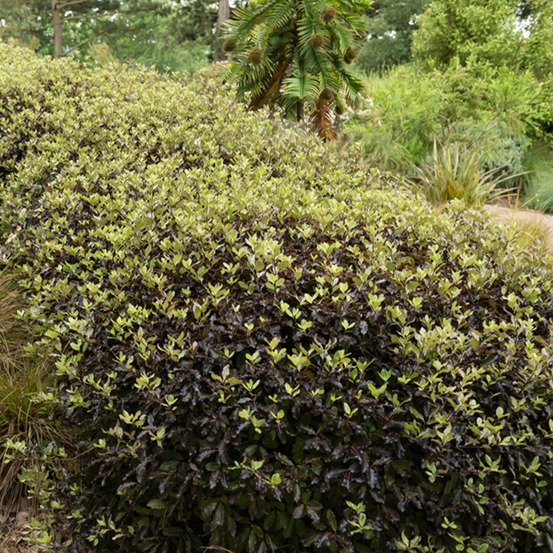 Pittosporum tenuifolium tom thumb - le godet / ø 9cm, vendu par lot de 4