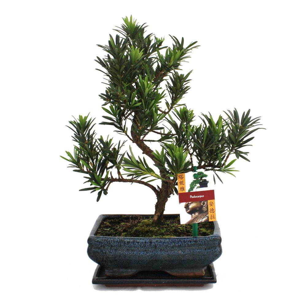 Disque de pierre de bonsaï - podocarpus macrophyllus - ca. 8 ans