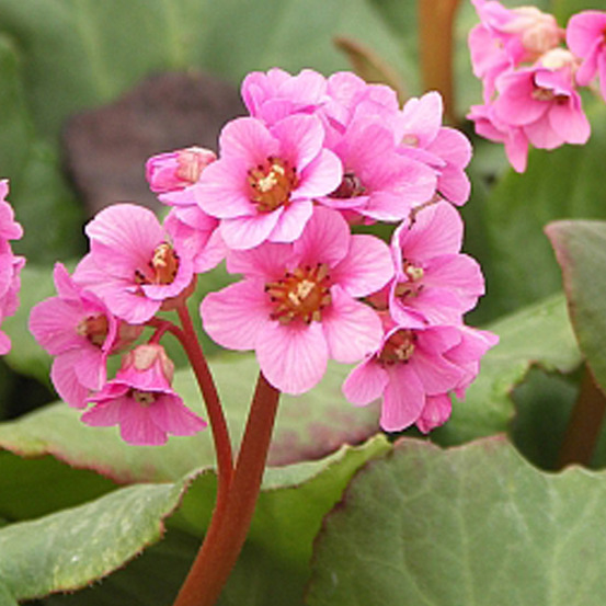 6 x bergenia 'morgenröte - bergenia 'morgenrote' - godet 9cm x 9cm