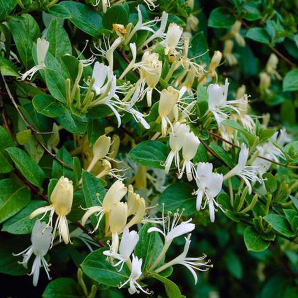 2 x chèvrefeuille du japon 'halliana' - lonicera japonica 'halliana' - 50-60 cm pot