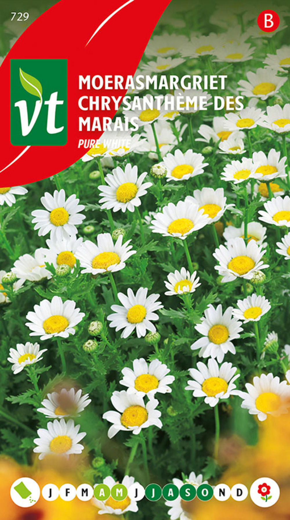 Chrysantheme des marais pure white - ca. 0,5 gr