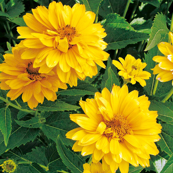 6 x héliopside 'summer sun' - heliopsis helianthoides 'summer sun' - godet 9cm x 9cm