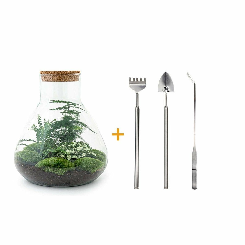 Kit terrarium diy - samos sans led asparagus + fittonia + lierre - pelle + rateau + pince