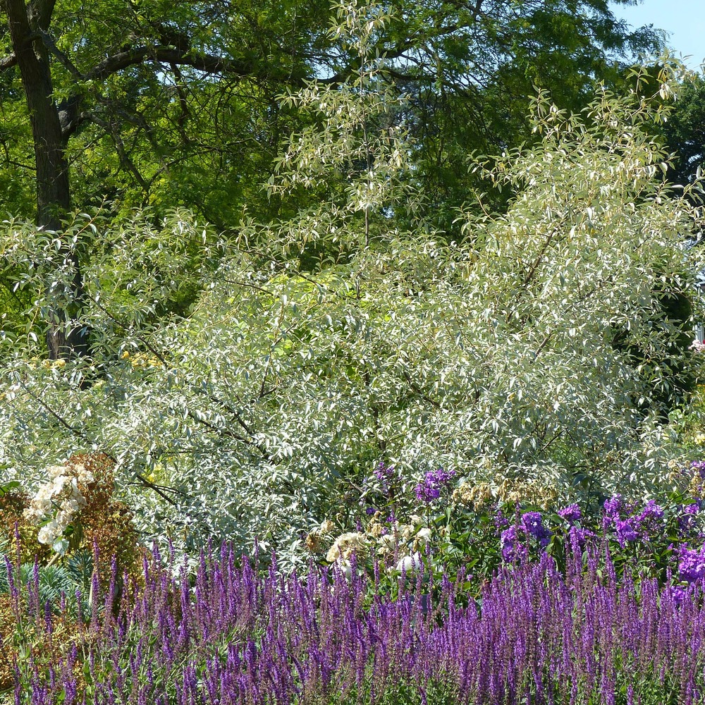 Olivier de bohême pot de 2l/3l
