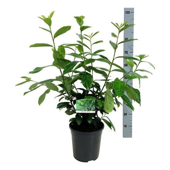 Laurier-cerise novita 60/80cm pot 6l - prunus laurocerasus novita