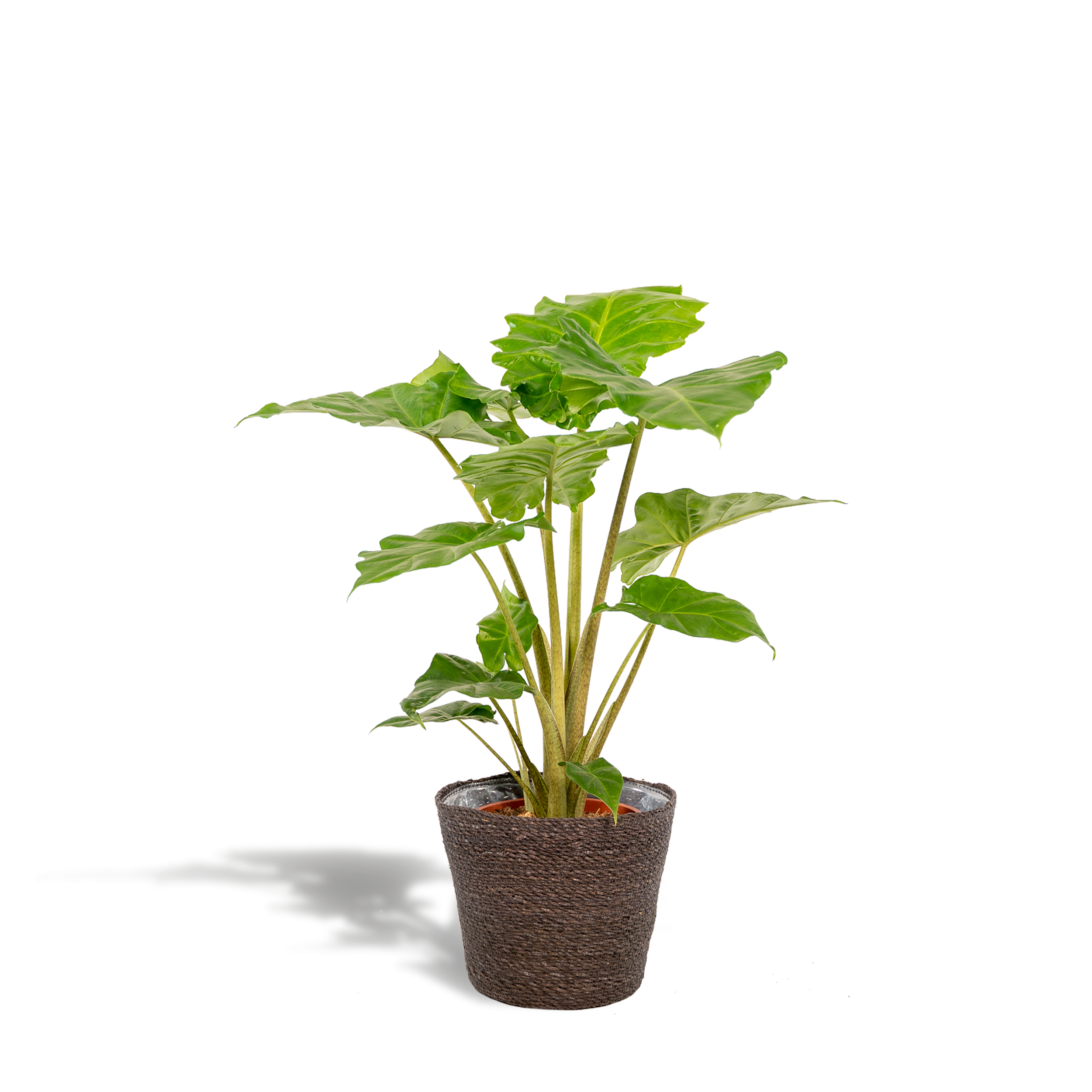 Plante d'intérieur - alocasia portodora et son panier en osier 80cm