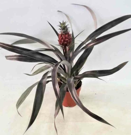 Ananas comosus aux fruits pot de 1 litre ? 20/30 cm