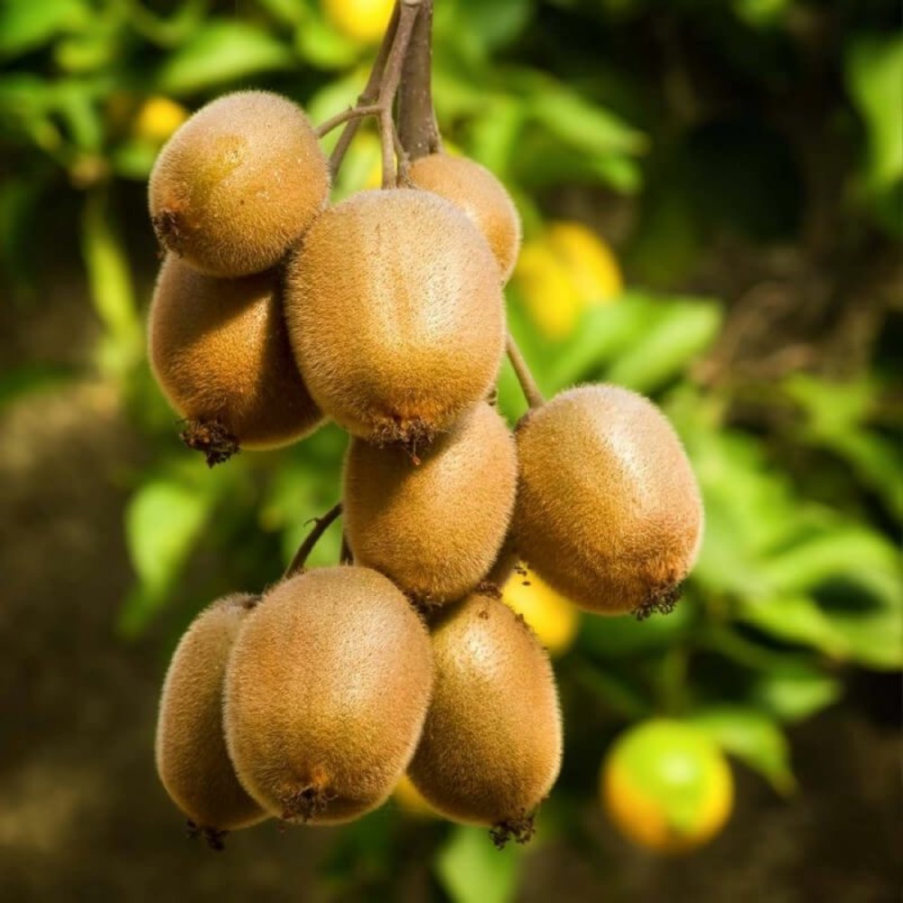 Kiwi autofertile 'solo' (actinidia deliciosa 'solo')