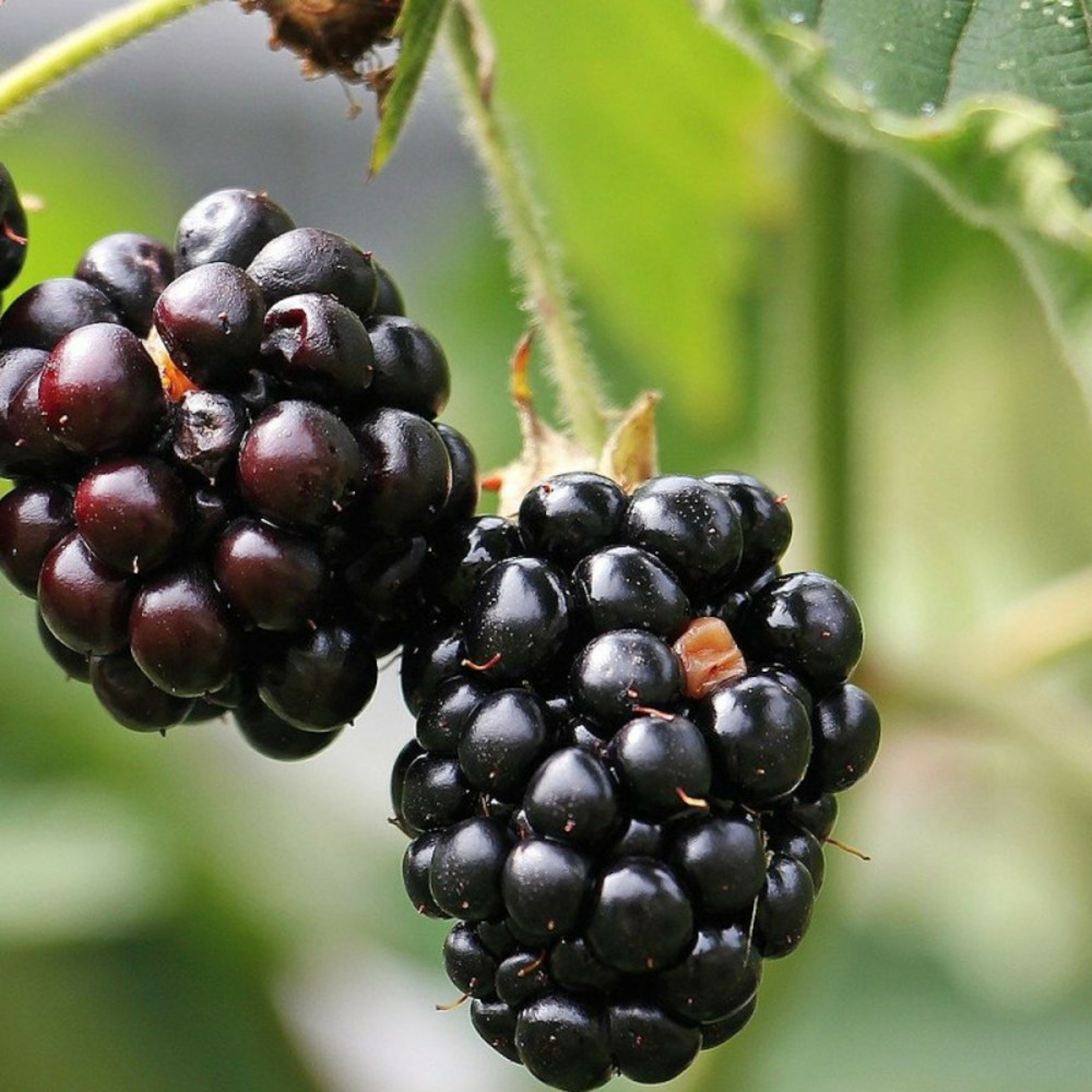 Mûre black satin pot de 1,5l - tuteur bambou 30/60 cm