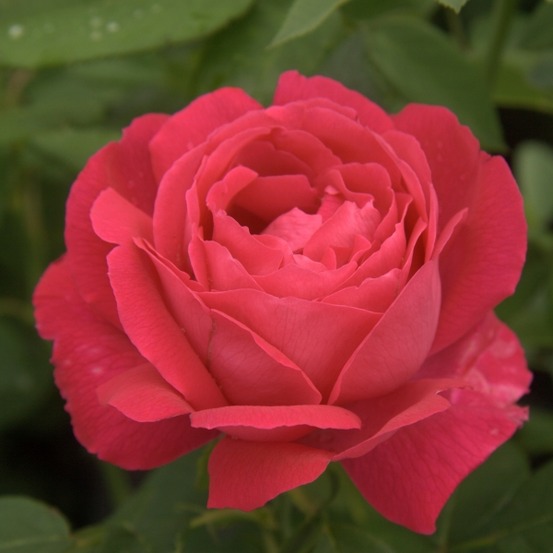 Rosier ancien hybride remontant 'ulrich brunner' pot de 4l/5l