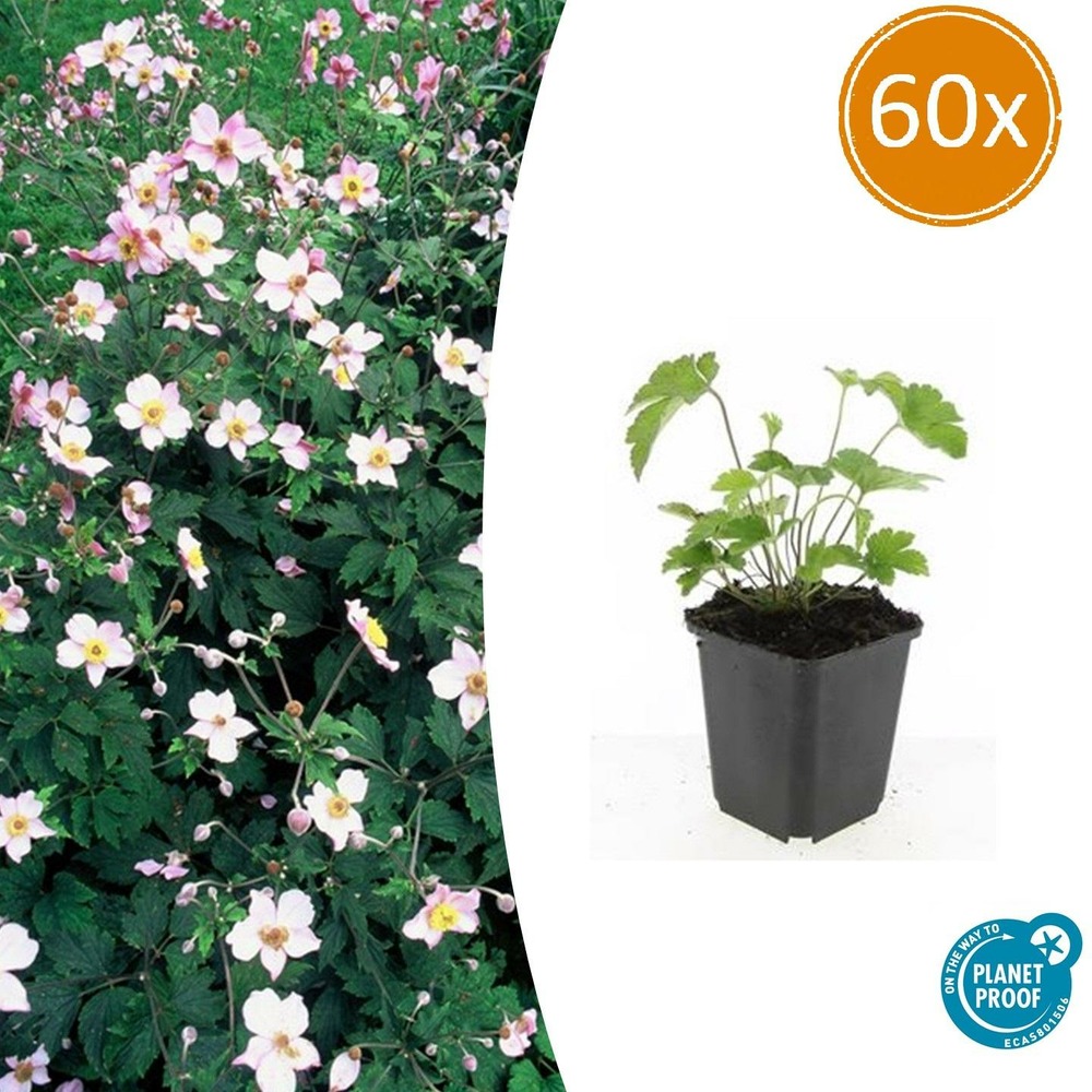 Anémone du japon 'robustissima' x60 – entre 3,75 et 5m2
