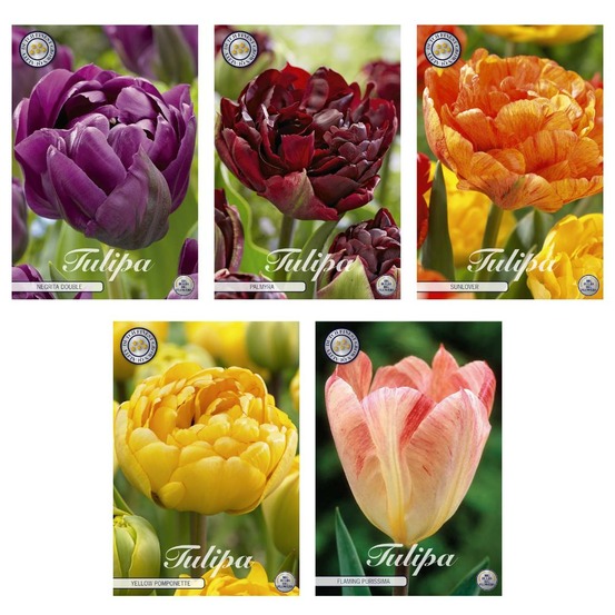 Tulipes - mélange double tardif - 38 bulbes