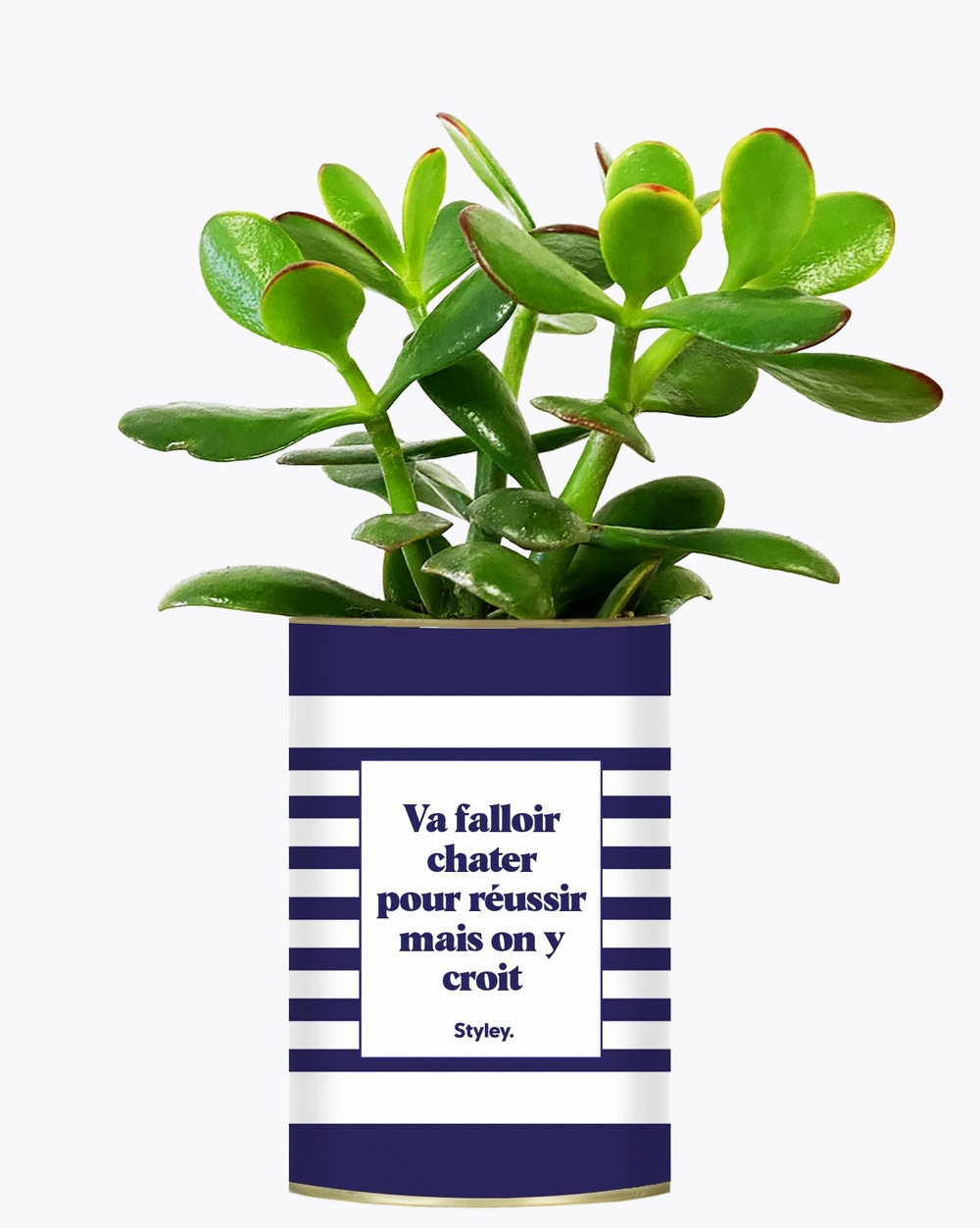 Plante drôle - va falloir chatter pour réussir - cactus