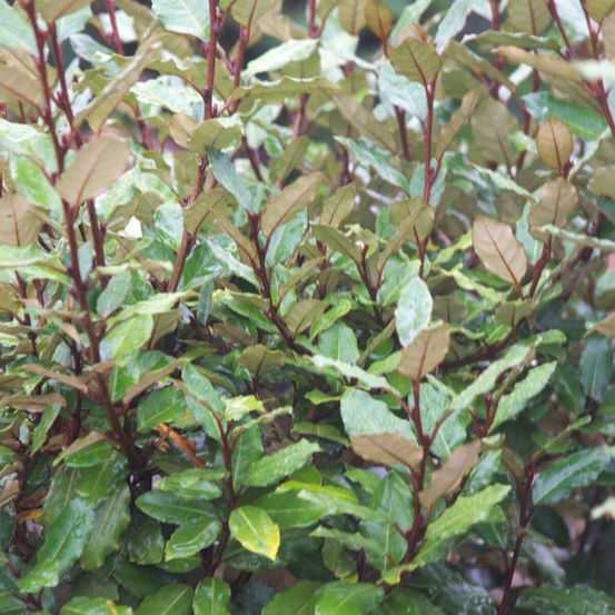 Elaeagnus compacta, chalef compact pot de 10l - 80/120 cm