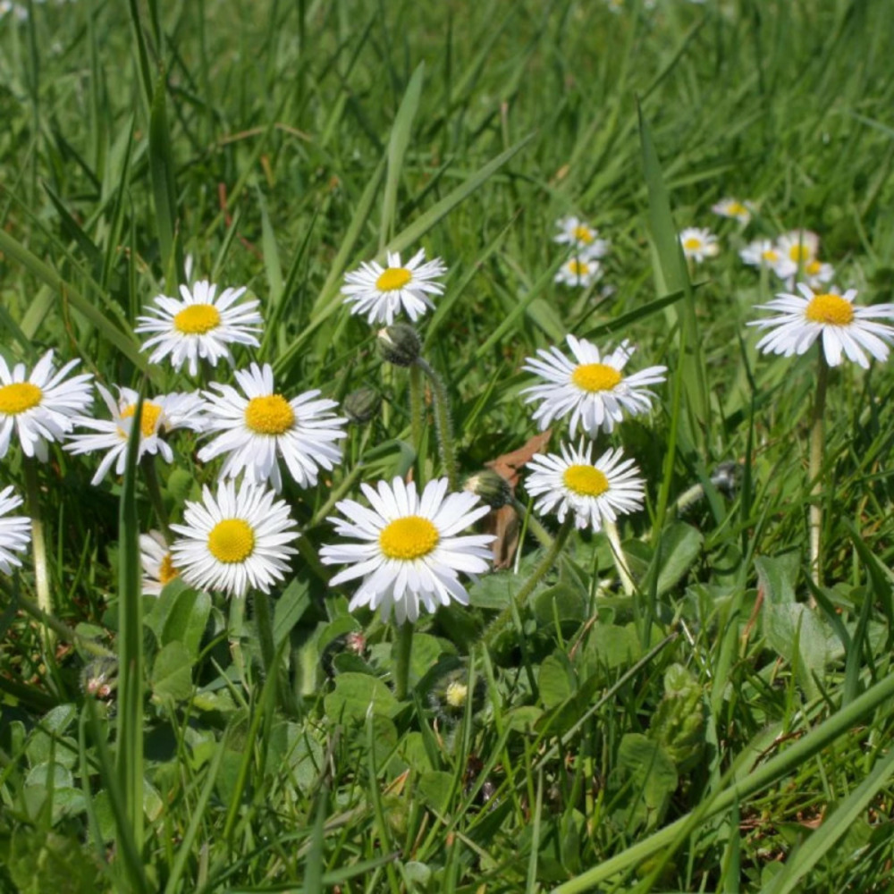 Pâquerette vivace godet - 5/20 cm