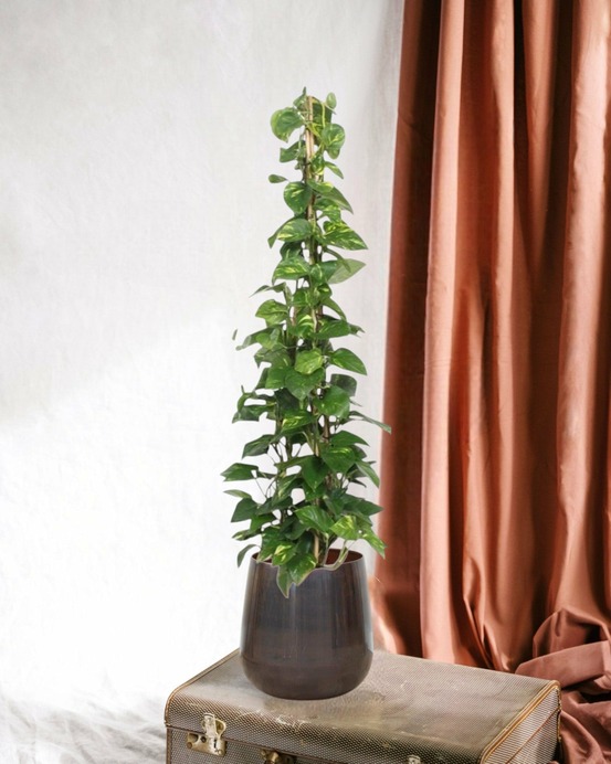 Epipremnum aureum pothos 160cm - plante d'intérieur