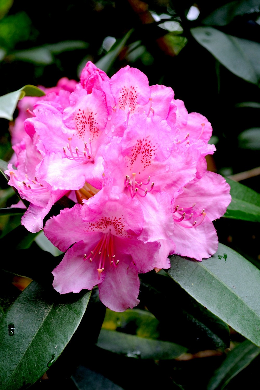 Rhododendron 'eucharistis' - en pot de 5 litres