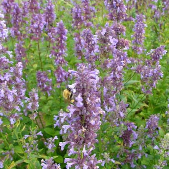 Herbe aux chats - menthe des chats parnassica, nepeta lot de 3 godets