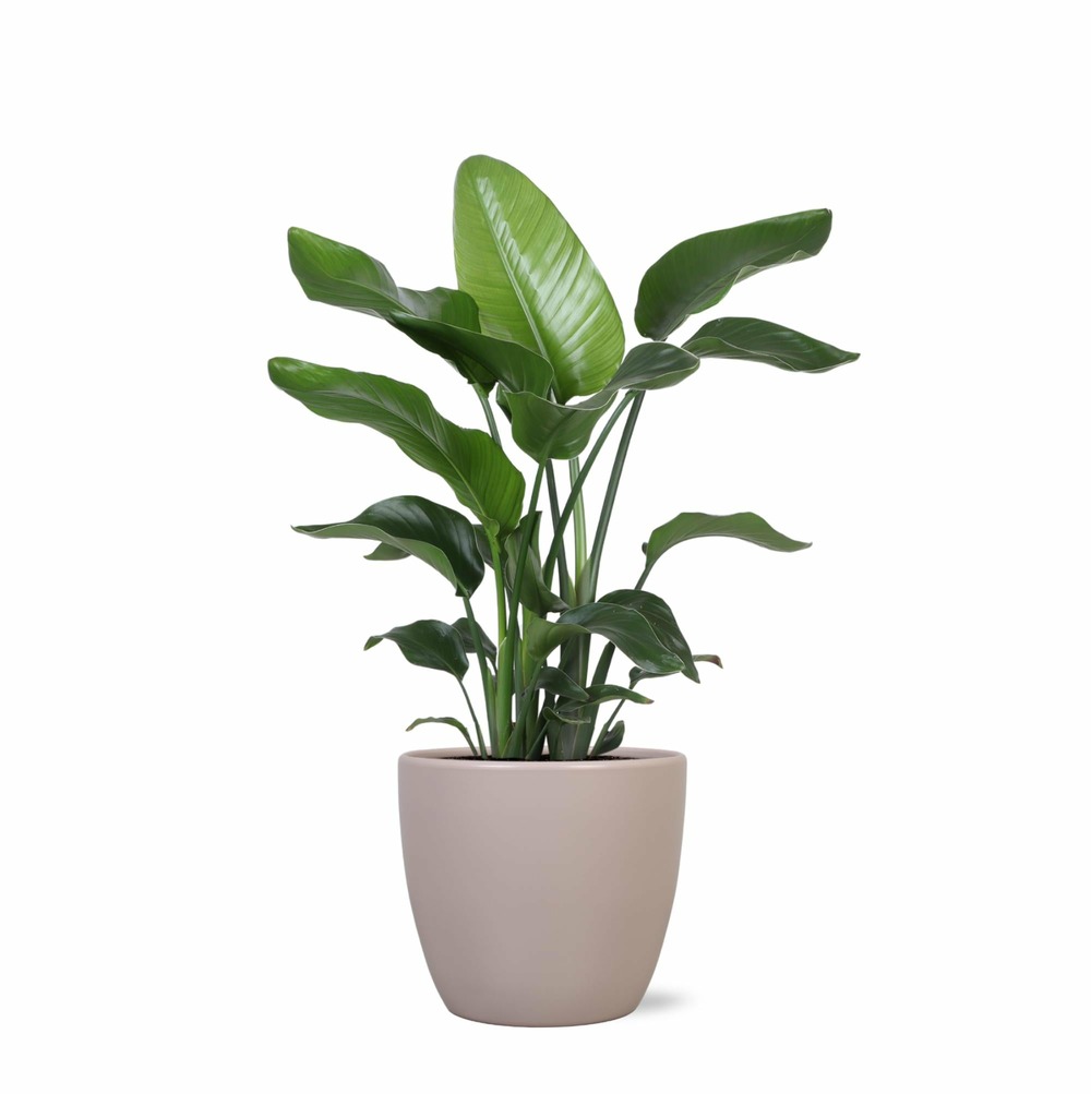 Strelitzia nicolai et son pot taupe - hauteur 80cm