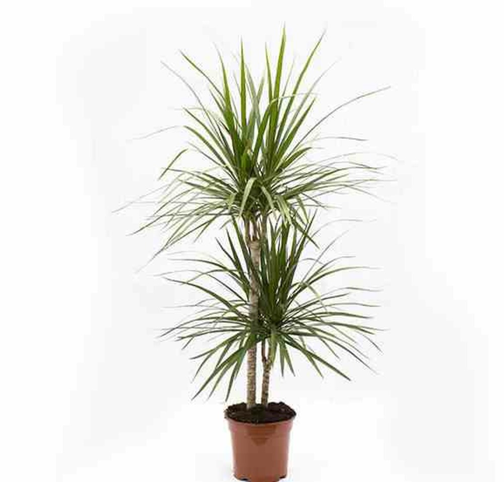 Dracaena marginata 'vert' (dragonnier) pot de 3 litres - 50/60 cm