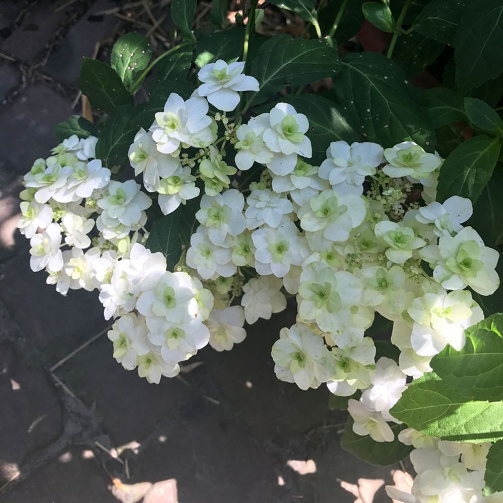 Hortensia japonais 'white on white' pot de 3l/4l