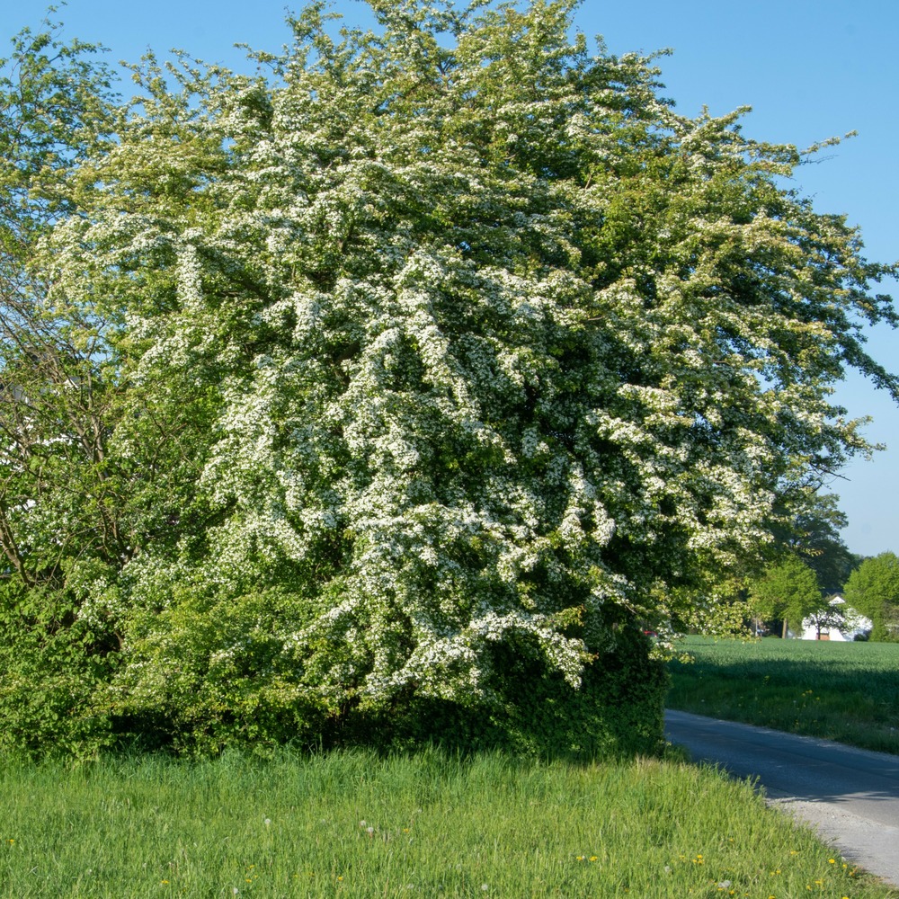 Aubépine - le pot / 2l / hauteur livrée 80-100cm