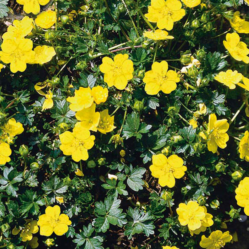 6 x potentille vivace jaune - potentilla aurea - godet 9cm x 9cm