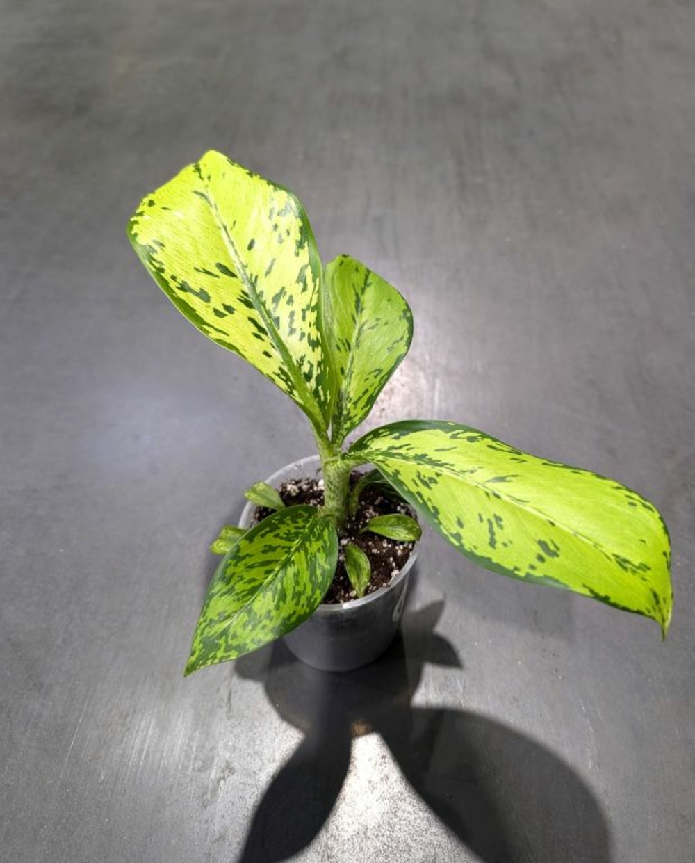 Dieffenbachia crocodile d. 9cm h. 15cm - plante d'intérieur