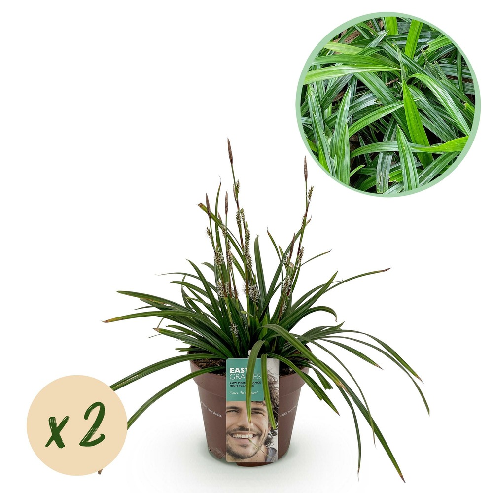 Laîche 'irish green' - lot de 2 - pot 17 cm - hauteur 50 cm