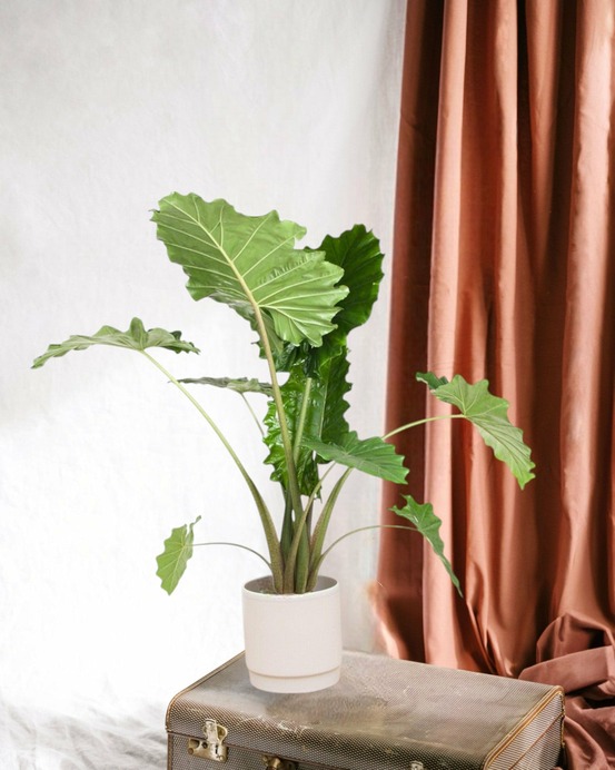 Alocasia portodora 150cm - plante d'intérieur