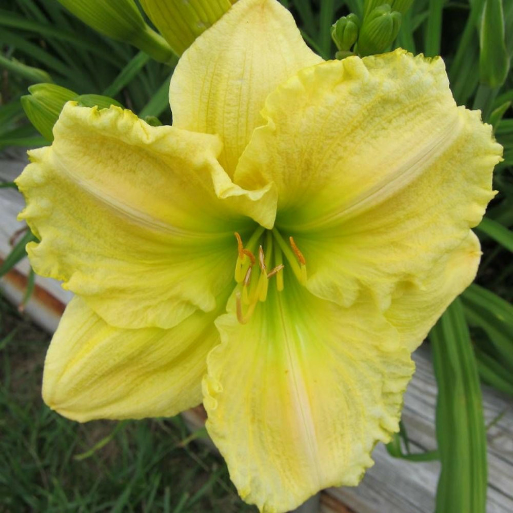 Hémérocalle suzie wong godet - 5/20 cm