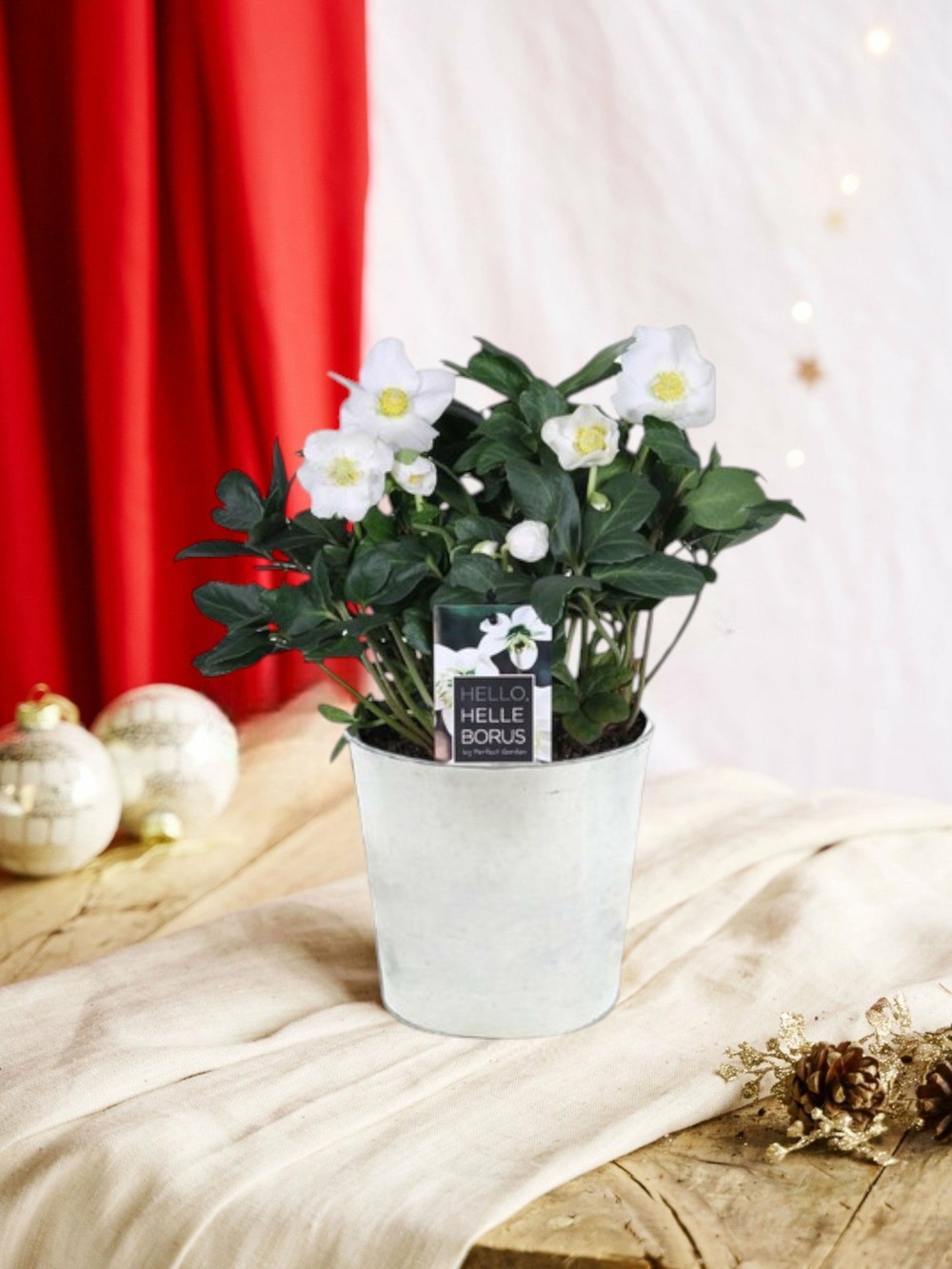 Hellebore niger blanc de noël et son pot zink