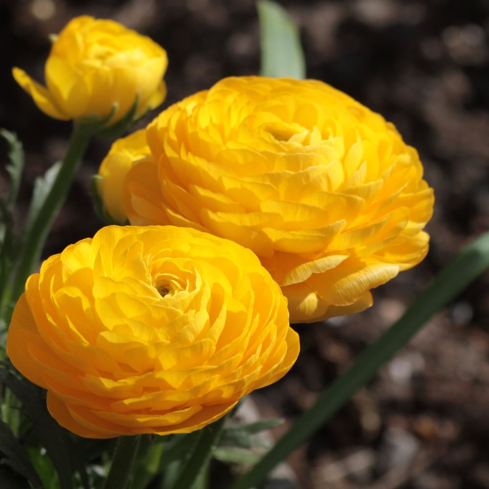 Renoncule des fleuristes -jaune- bulbe calibre 8+ (par 20)